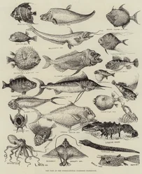 Poisson étrange à l